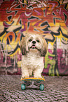 adult Shih Tzu