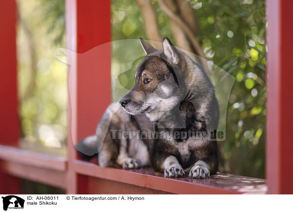 Shikoku Rde / male Shikoku / AH-06011