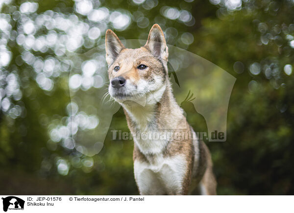 Shikoku Inu / Shikoku Inu / JEP-01576