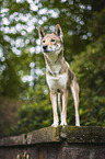 Shikoku Inu