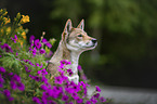 Shikoku Inu