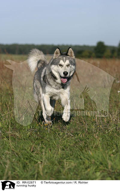 rennender Husky / running husky / RR-02871