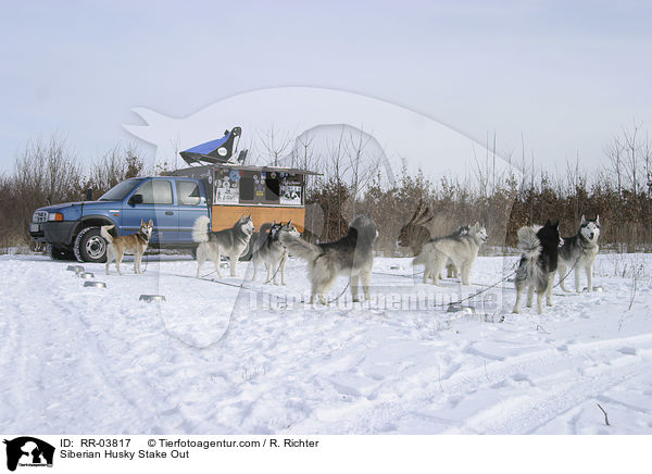 Siberian Husky Stake Out / RR-03817