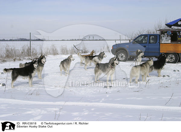 Siberian Husky Stake Out / RR-03818