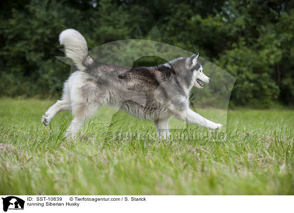 rennender Sibirien Husky / running Siberian Husky / SST-10639