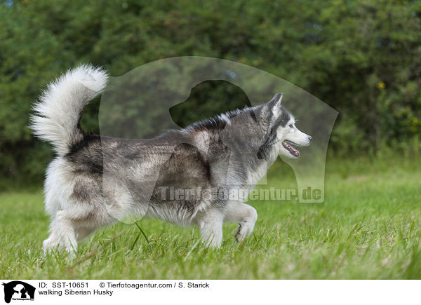 laufender Sibirien Husky / walking Siberian Husky / SST-10651