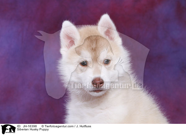 Sibirien Husky Welpe / Siberian Husky Puppy / JH-16398