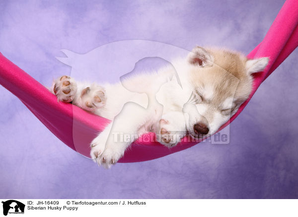 Sibirien Husky Welpe / Siberian Husky Puppy / JH-16409