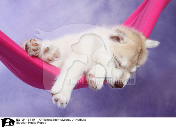 Sibirien Husky Welpe / Siberian Husky Puppy / JH-16410