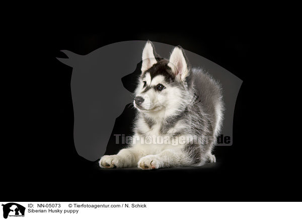 Sibirien Husky Welpe / Siberian Husky puppy / NN-05073