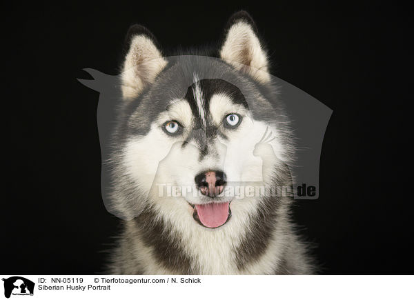 Sibirien Husky Portrait / Siberian Husky Portrait / NN-05119