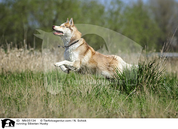 rennender Sibirien Husky / running Siberian Husky / NN-05134