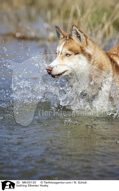 badender Sibirien Husky / bathing Siberian Husky / NN-05135