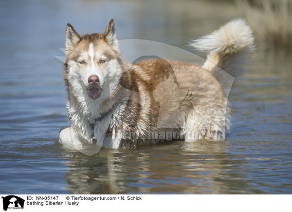 badender Sibirien Husky / bathing Siberian Husky / NN-05147