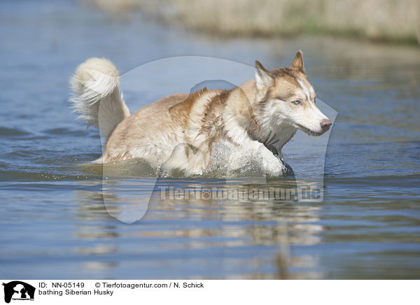 badender Sibirien Husky / bathing Siberian Husky / NN-05149
