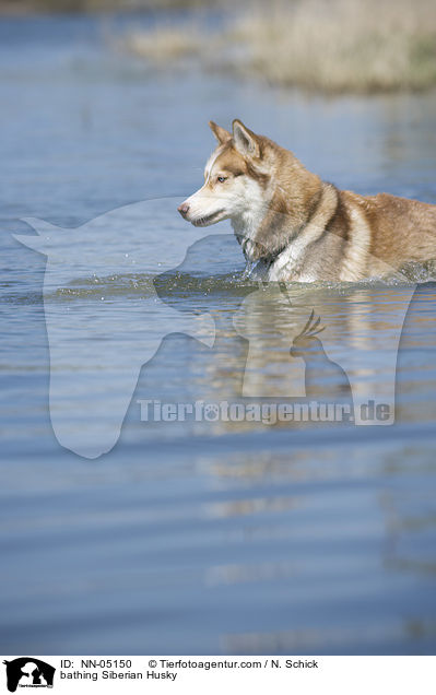 badender Sibirien Husky / bathing Siberian Husky / NN-05150