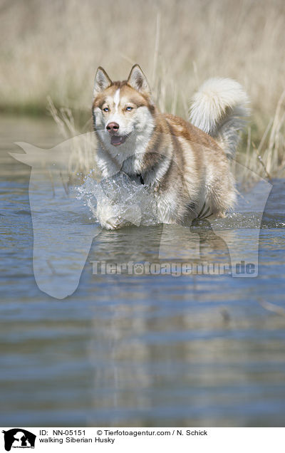 laufender Sibirien Husky / walking Siberian Husky / NN-05151