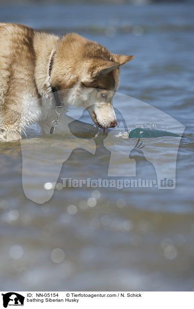 badender Sibirien Husky / bathing Siberian Husky / NN-05154