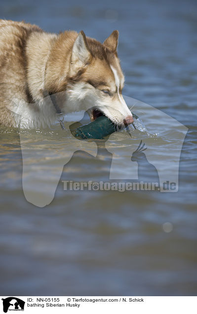 badender Sibirien Husky / bathing Siberian Husky / NN-05155