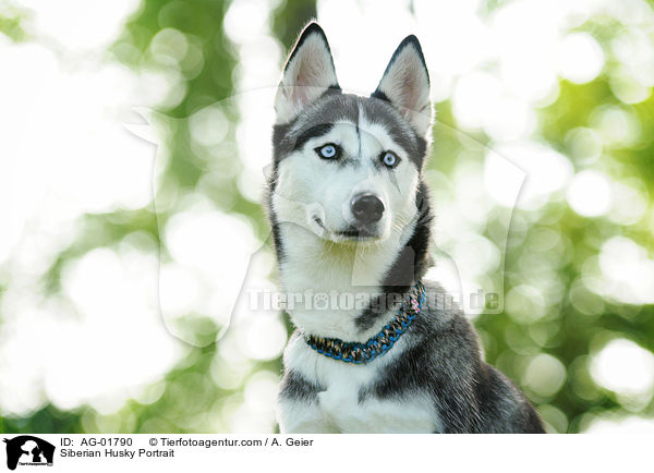 Sibirien Husky Portrait / Siberian Husky Portrait / AG-01790
