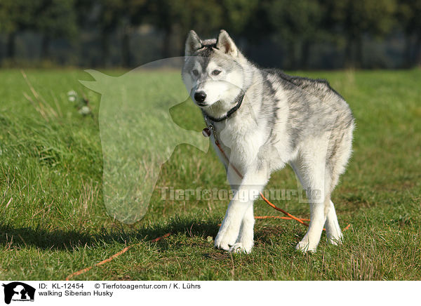 laufender Sibirien Husky / walking Siberian Husky / KL-12454