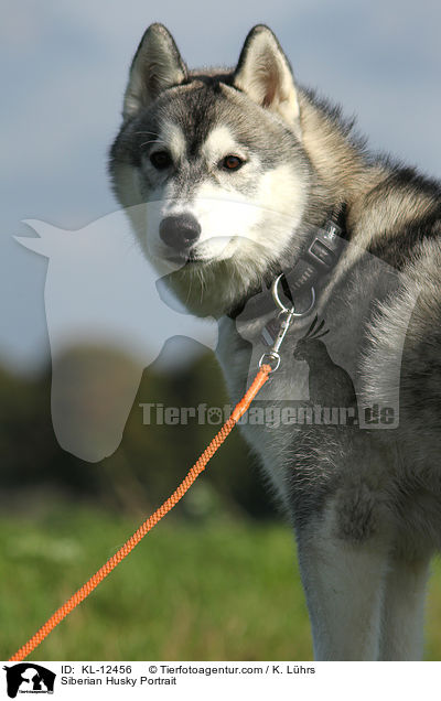 Sibirien Husky Portrait / Siberian Husky Portrait / KL-12456