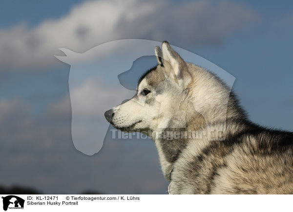Sibirien Husky Portrait / Siberian Husky Portrait / KL-12471