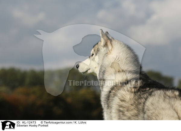 Sibirien Husky Portrait / Siberian Husky Portrait / KL-12473