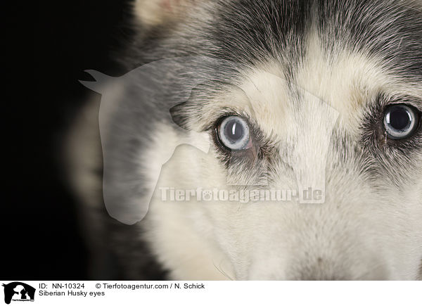 Siberian Husky Augen / Siberian Husky eyes / NN-10324
