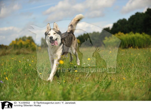 rennender Siberian Husky / running Siberian Husky / YJ-09502