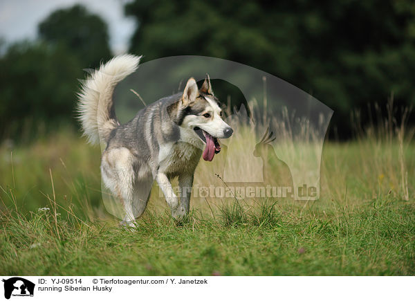 rennender Siberian Husky / running Siberian Husky / YJ-09514