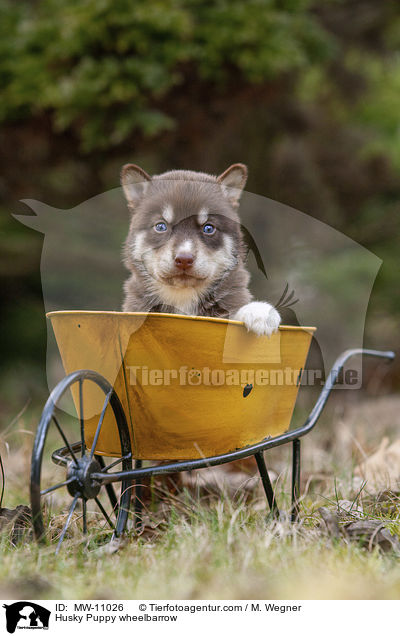 Husky Welpe in Schubkarre / Husky Puppy wheelbarrow / MW-11026