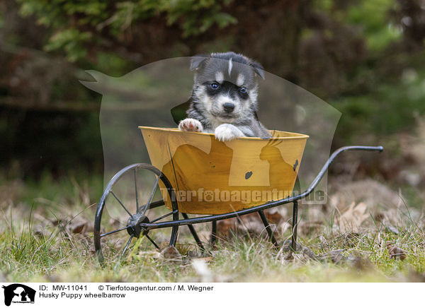 Husky Welpe in Schubkarre / Husky Puppy wheelbarrow / MW-11041