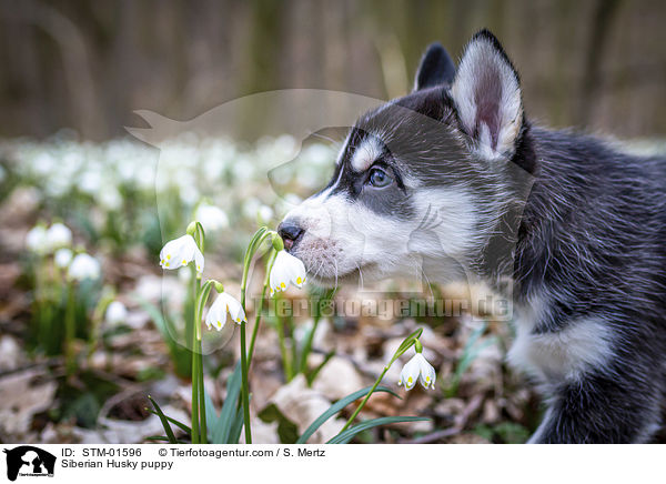 Siberian Husky Welpe / Siberian Husky puppy / STM-01596