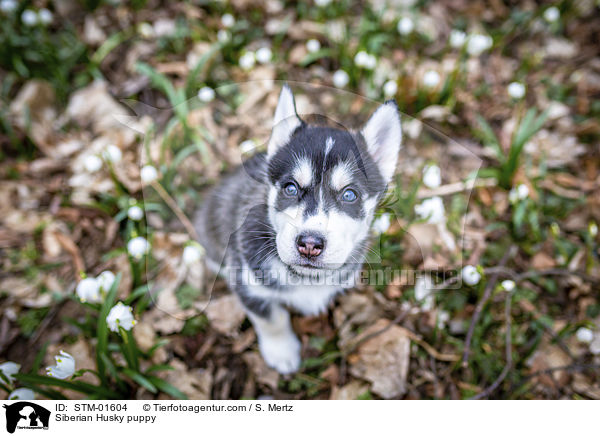 Siberian Husky Welpe / Siberian Husky puppy / STM-01604