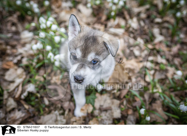 Siberian Husky Welpe / Siberian Husky puppy / STM-01607