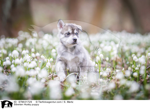 Siberian Husky Welpe / Siberian Husky puppy / STM-01729