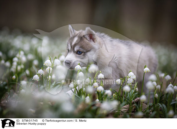 Siberian Husky Welpe / Siberian Husky puppy / STM-01745