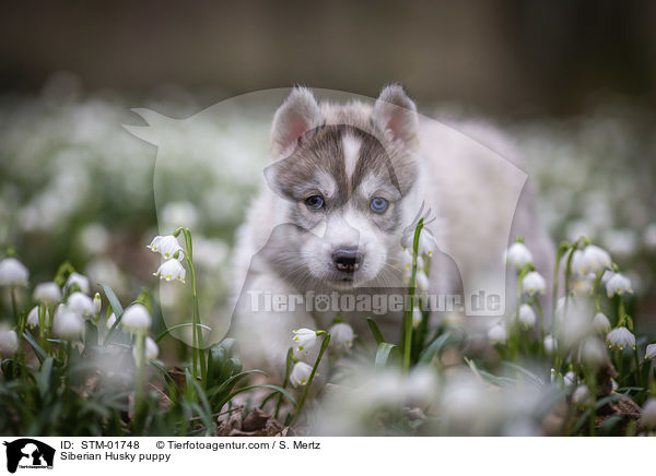 Siberian Husky Welpe / Siberian Husky puppy / STM-01748
