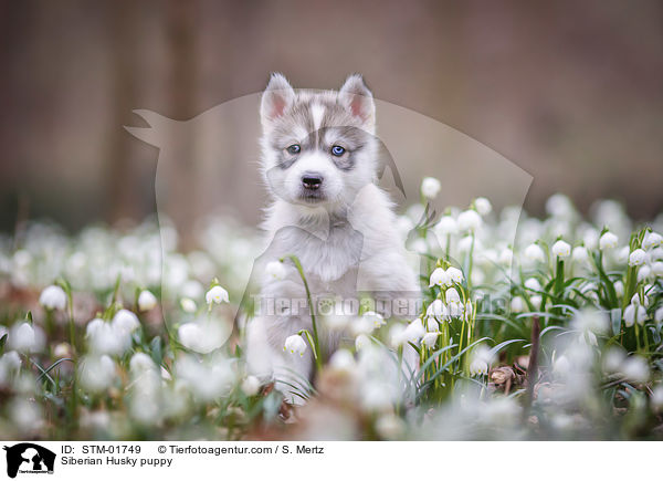 Siberian Husky Welpe / Siberian Husky puppy / STM-01749