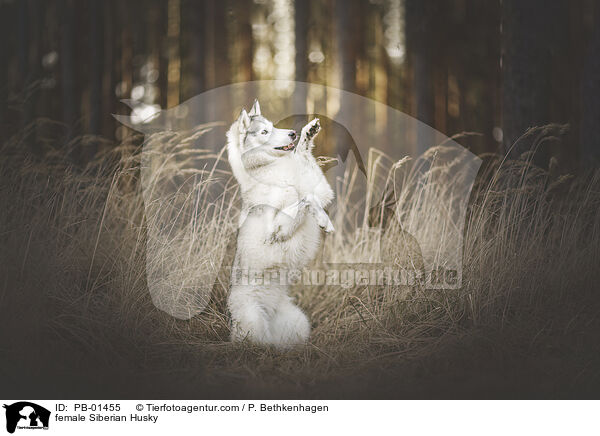 Siberian Husky Hndin / female Siberian Husky / PB-01455