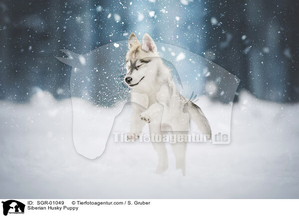 Siberian Husky Welpe / Siberian Husky Puppy / SGR-01049