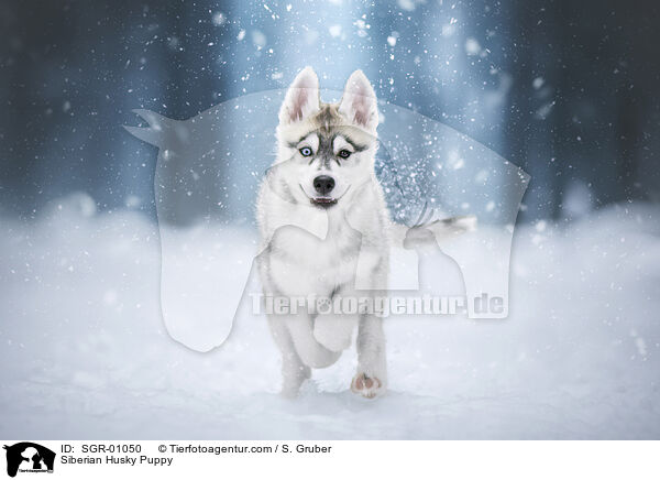 Siberian Husky Welpe / Siberian Husky Puppy / SGR-01050