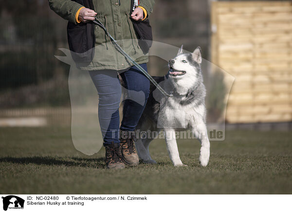Siberian Husky at training / NC-02480