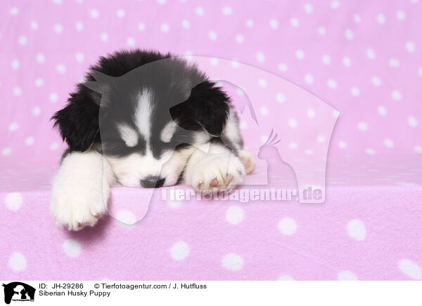 Siberian Husky Welpe / Siberian Husky Puppy / JH-29286