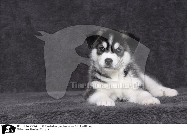 Siberian Husky Puppy / JH-29294