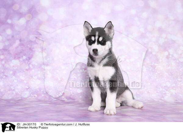 Siberian Husky Puppy / JH-30170