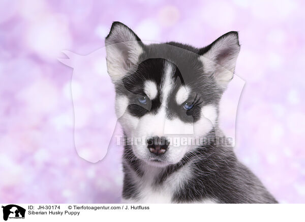 Siberian Husky Puppy / JH-30174