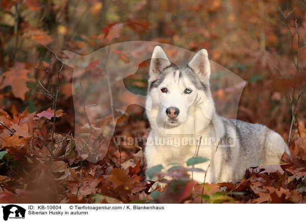 Siberian Husky in autumn / KB-10604