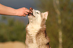 feeding a Siberian Husky